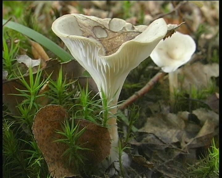 Clitocybe phaeophthalma var. gibboides (Raithelh.) Bon